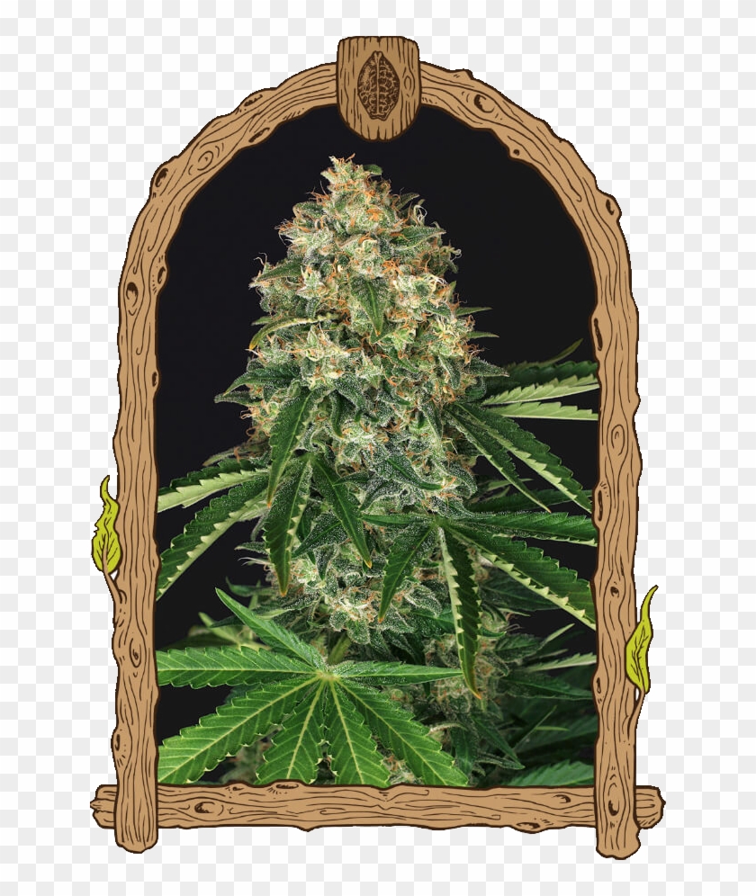 Exotic Seeds Tangerine Kush Clipart #1453004