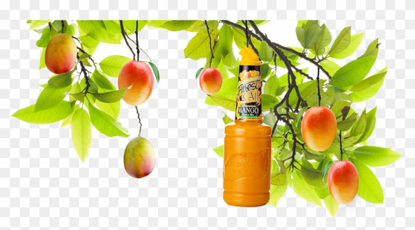 A Mango Tree With A Mixed Drinks Mango Mixer Hanging - Mango Hanging On Tree Png Clipart #1453034