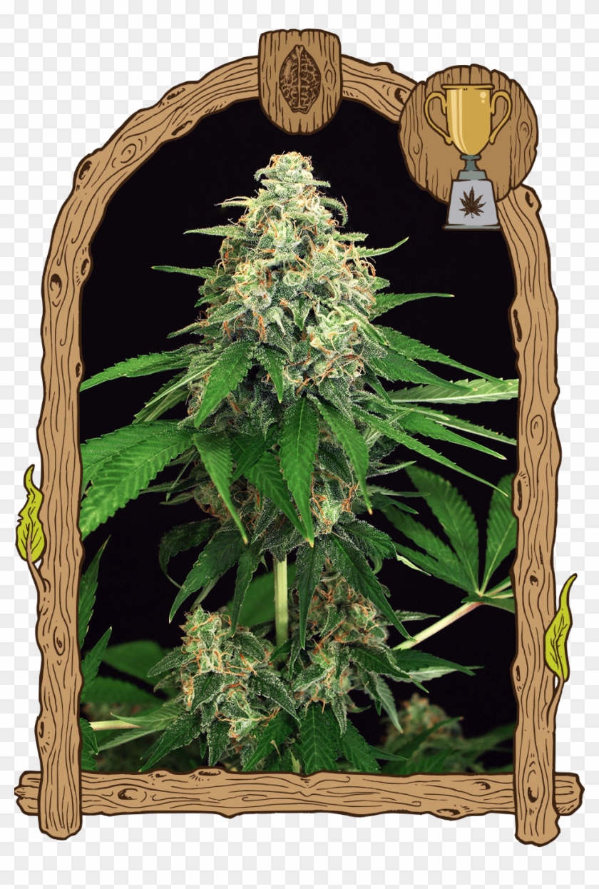 Mango Cream - Mango Cream Auto Exotic Seed Clipart #1453066