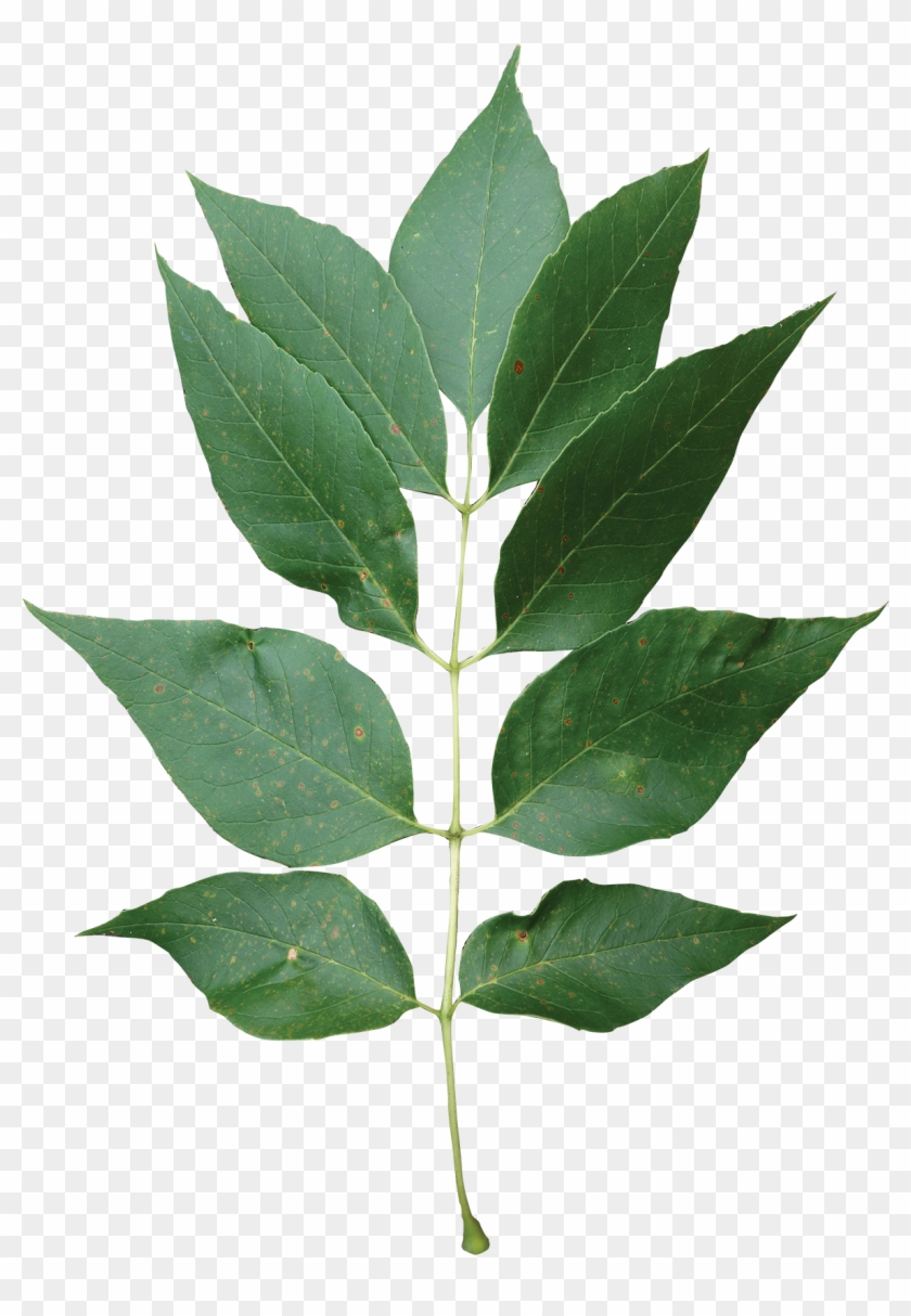 Compound - American Holly Clipart #1453423