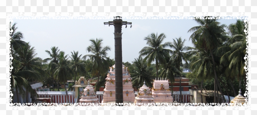 Attalea Speciosa Clipart #1454997