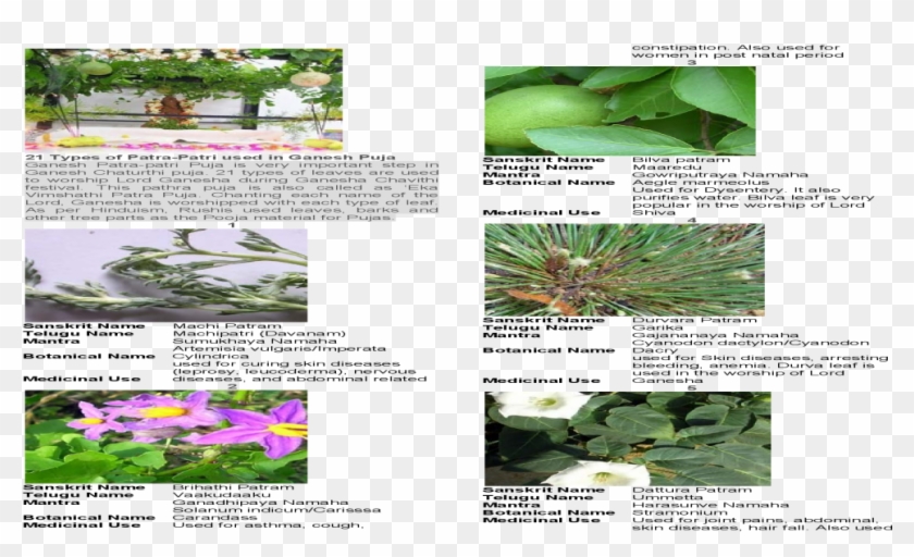 Acianthera Luteola Clipart