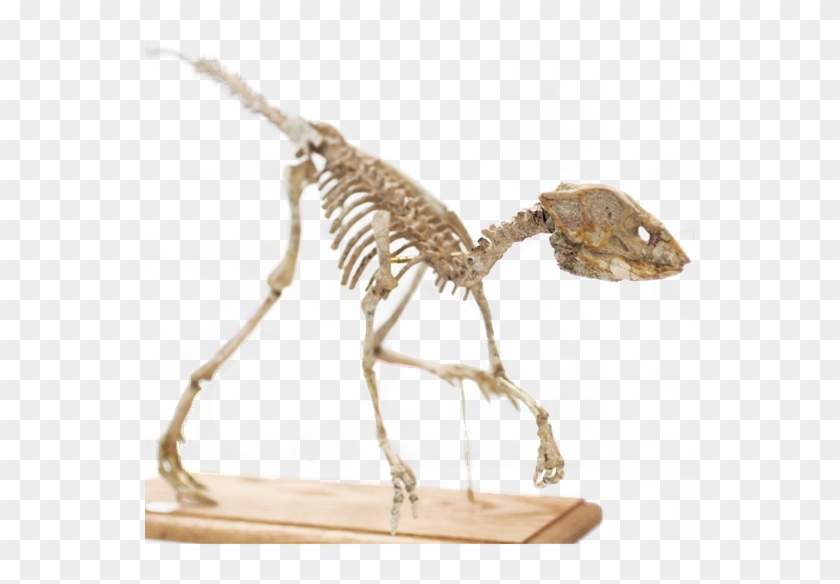 As A Leader In The Wholesale Market, We Have Built - Skeleton Clipart #1455680