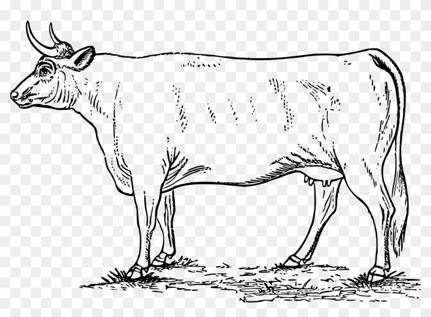 Cow Png Or Svg - Gambar Sapi Kartun Hitam Putih Clipart #1456081