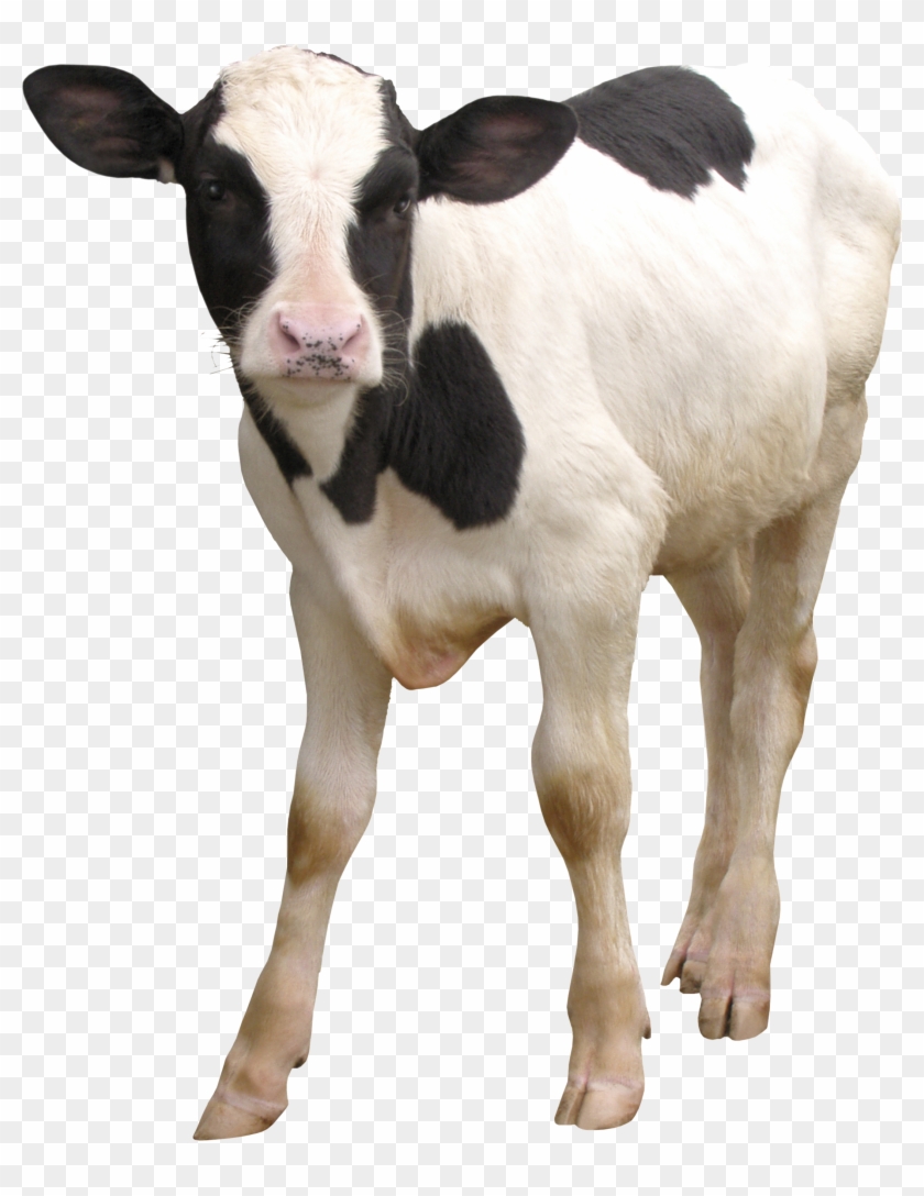 Transparent Calf Png Clipart #1456107