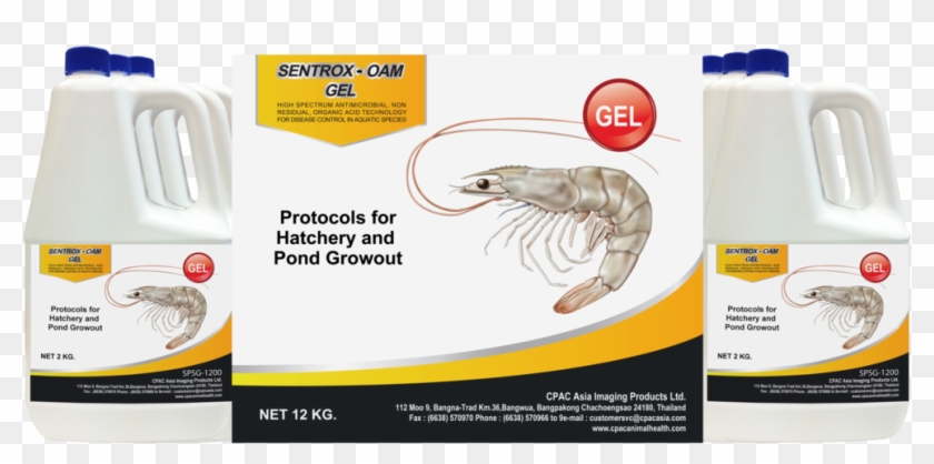 Litopenaeus Setiferus Clipart