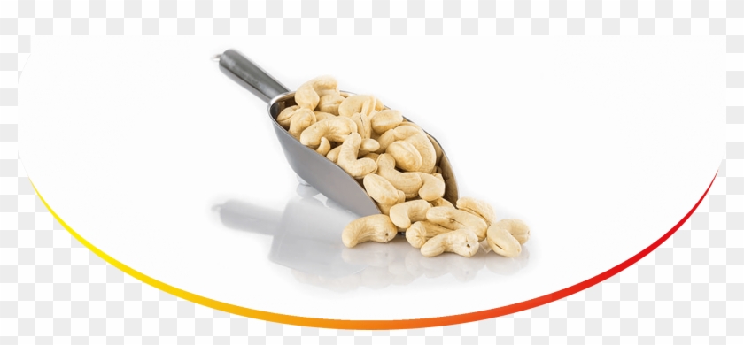 Nut Clipart #1460031