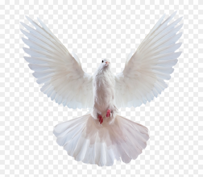 Wedding Invitation Picture Frame Clip Art - Pigeon Png Transparent Png #1460743