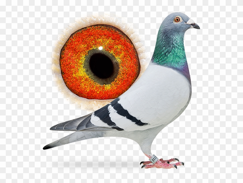 Stefano - Rock Dove Clipart #1460779