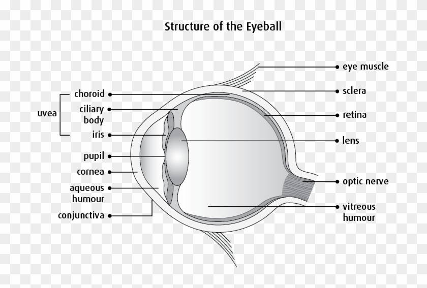 Graphic Of The Structure Of The Eyeball - Eye Physiology Clipart