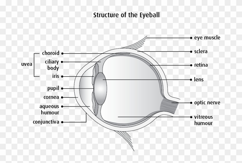 Graphic Of The Structure Of The Eyeball - Eye Physiology Clipart #1463723