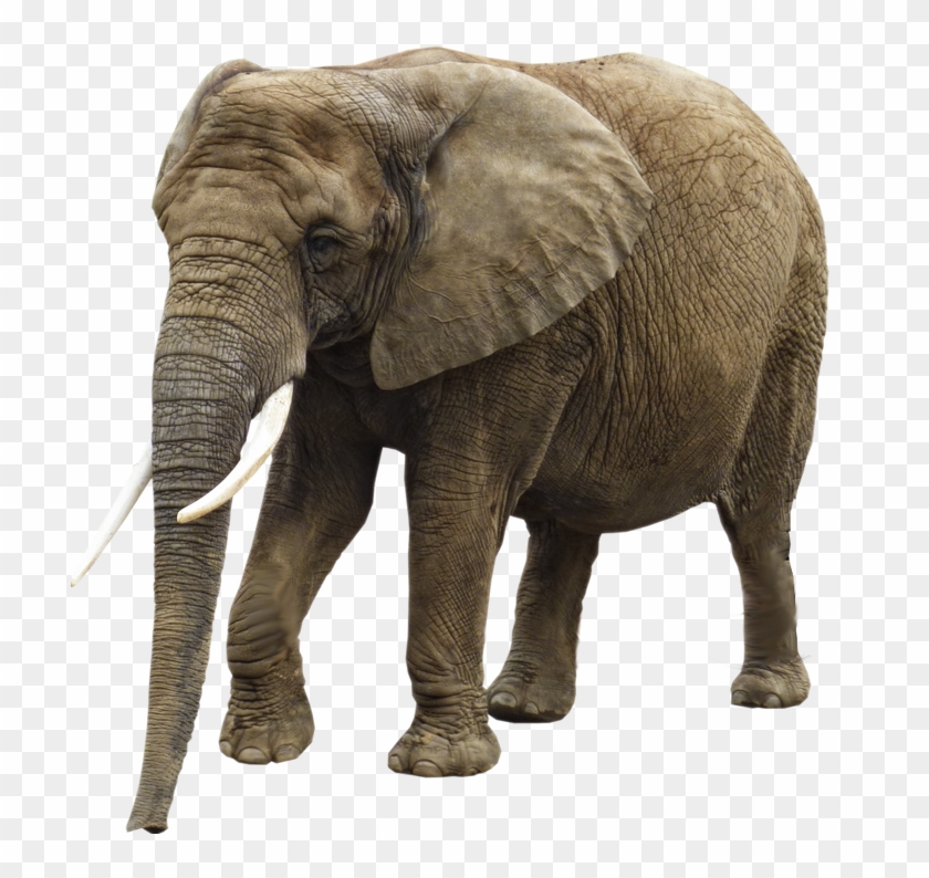 Elephant Png Transparent Images - Elephant Transparent Clipart #1464314