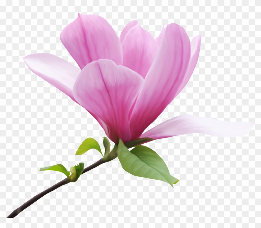 Magnolia Clipart - Beautiful Flowers Transparent Background - Png Download #1465333