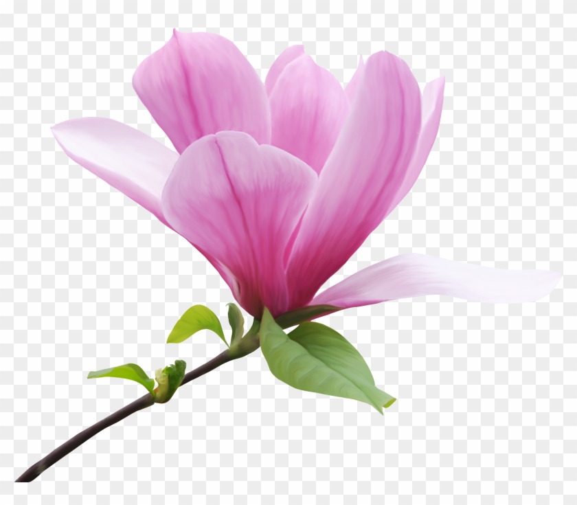 Magnolia Clipart - Beautiful Flowers Transparent Background - Png Download