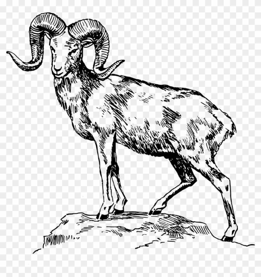 Ram - Mountain Goat Clipart Black And White - Png Download #1465875