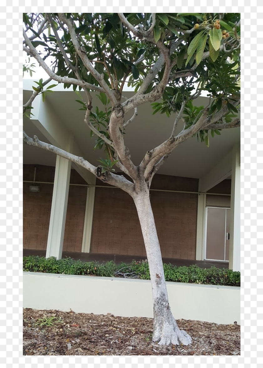 Loquat Tree, - River Birch Clipart