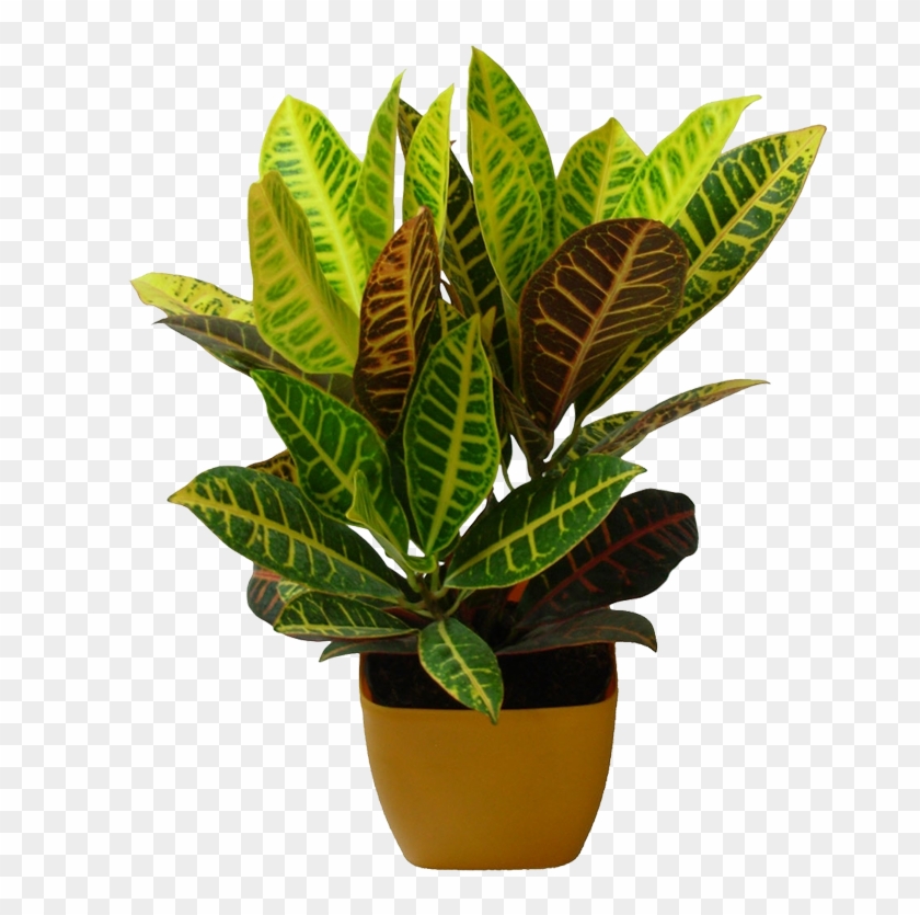 Plant Nursery Png , Png Download Clipart #1468709