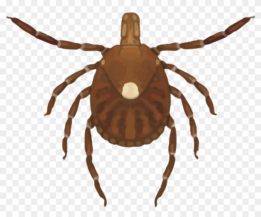 Female Lone Star Tick - Lone Star Tick Clipart #1468781