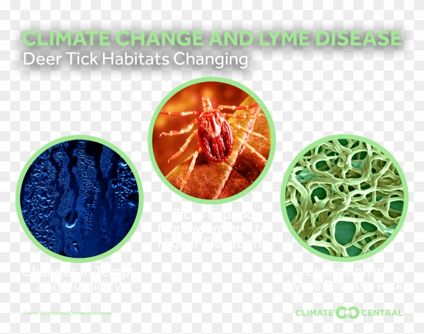 Jpg • Png - Circle Clipart #1468788