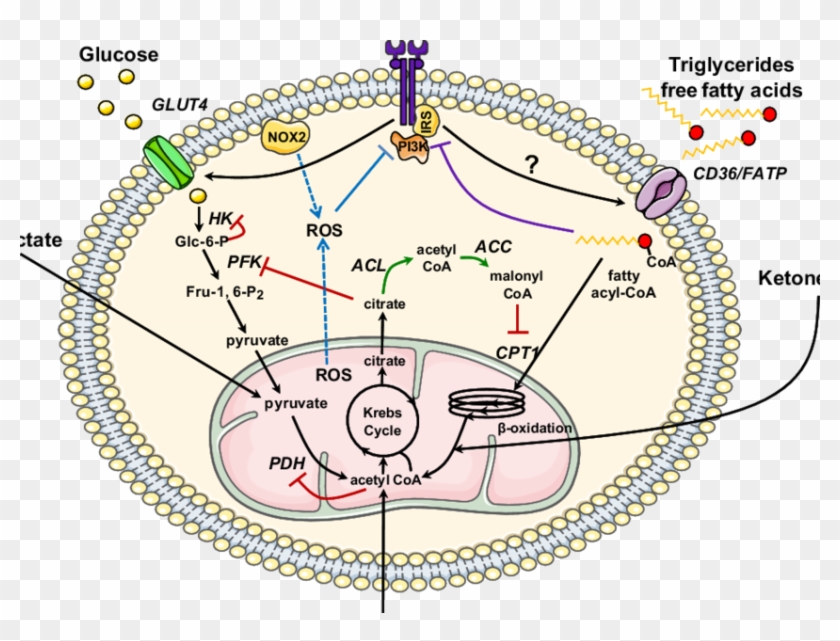 Metabolic Regulation In The Insulin Resistant Heart - Metabolic Regulation Clipart