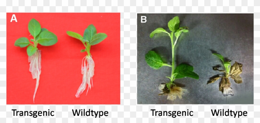 9 Phenotype Testing Of Transgenic Plants And Wildtype - Transgene Plants Clipart #1469275