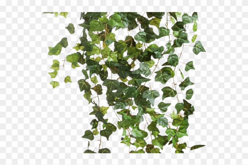 Drawn Ivy Climber Plant - Ivy Png Clipart