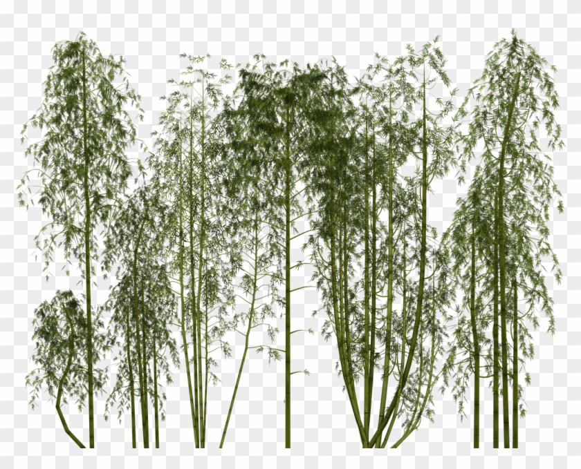 Bamboo, Plant, Wellness, Digital Art, Isolated - Bamboo Png Clipart