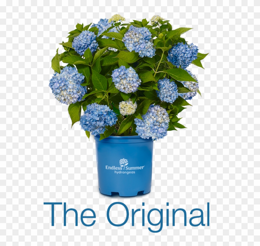Endless Summer™ Hydrangea - Bloomstruck Hydrangea Vs Endless Summer Clipart #1470431