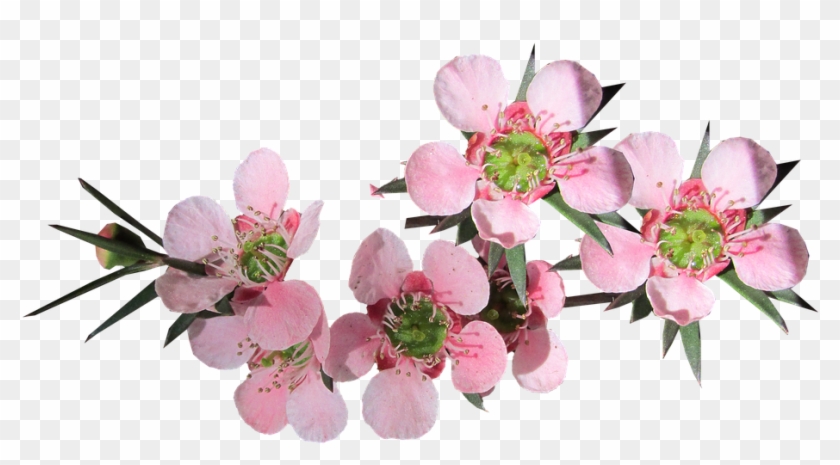 Flower, Pink, Tea Tree, Australian Native - Tea Tree Flower Png Clipart #1470585