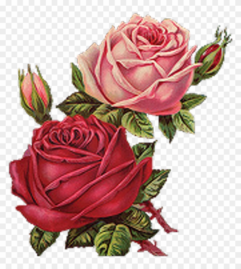 Flowers Sticker - Red Roses Vintage Png Clipart