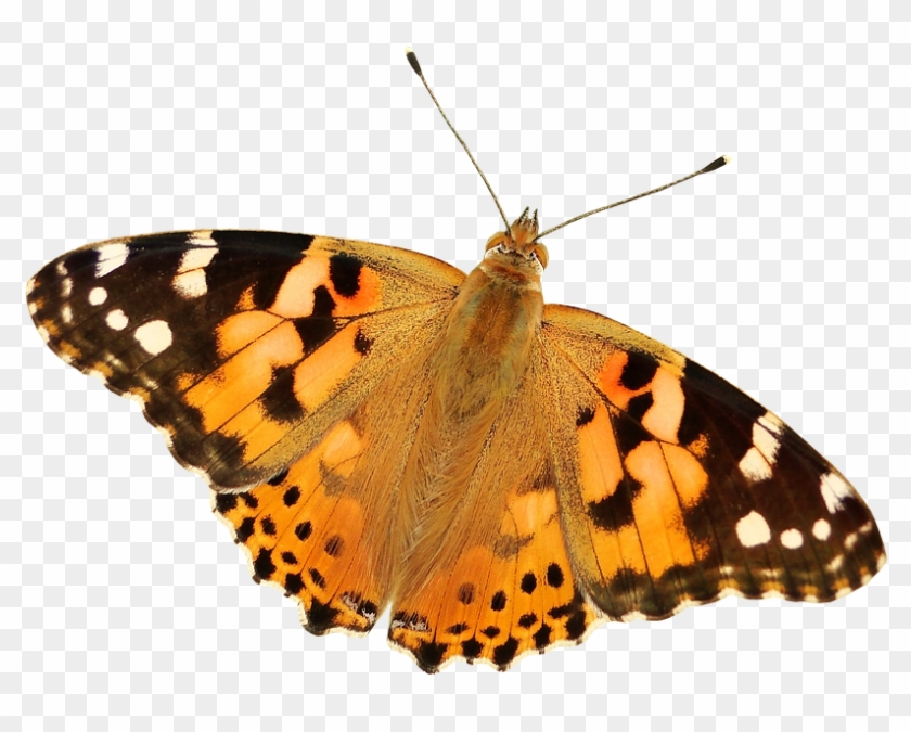 Butterfly Png, Butterfly Transparent Background - Painted Lady Butterfly Clipart