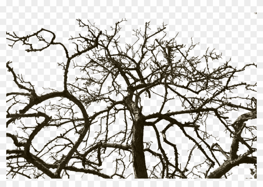 Tree Without Leaves, Isolated, Wood, Old, Cut Out - Дерево Без Листьев Png Clipart #1472013