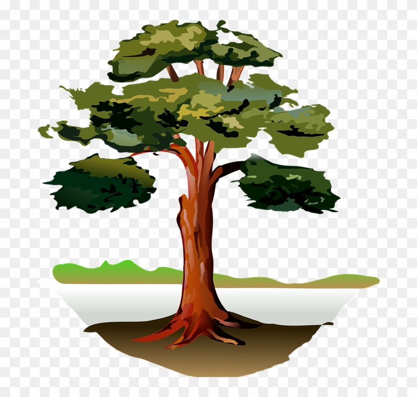 Tree Wood Forest - Clip Art Gum Tree - Png Download