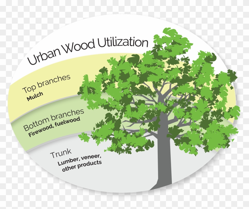 Urban Environments Offer Opportunities To Reclaim This - Swamp Maple Clipart #1472353