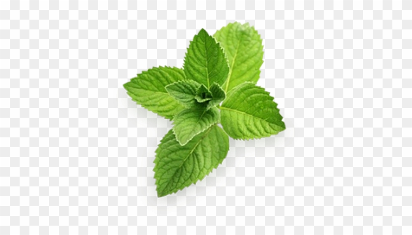 Sale Pudina - Mint Png Clipart