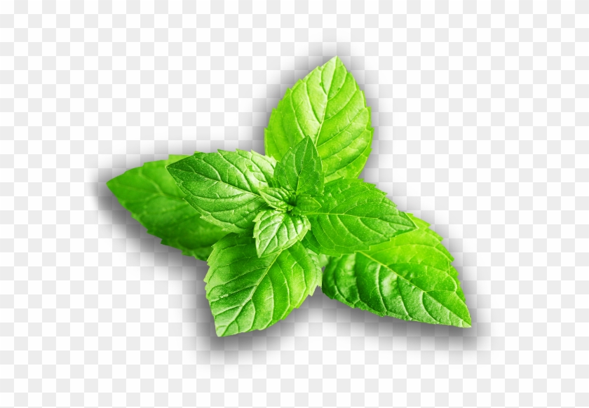 Slide - Fresh Mint Leaves Png Clipart