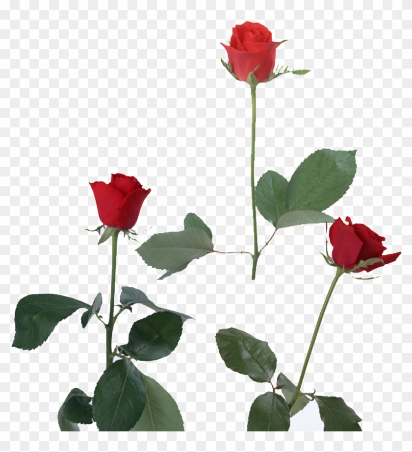 This Product Design Is Red Rose About Flowers, Vector, Clipart #1474099