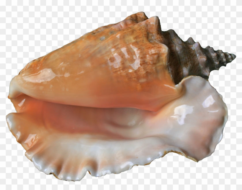 Sky Bk Shell Png Pearls And Mother - Queen Conch Clipart #1474401
