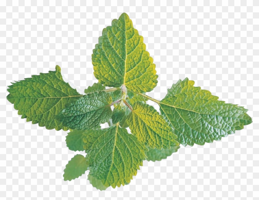 Mentha Arvensis Spicata Water Pennyroyal Fresh Transprent - Menthe Fraiche Png Clipart