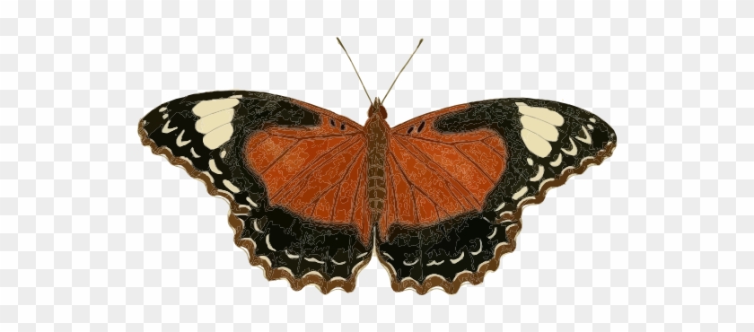 Cethosia Cydippe Butterfly Insect Borboleta Inseto - Clip Art - Png Download