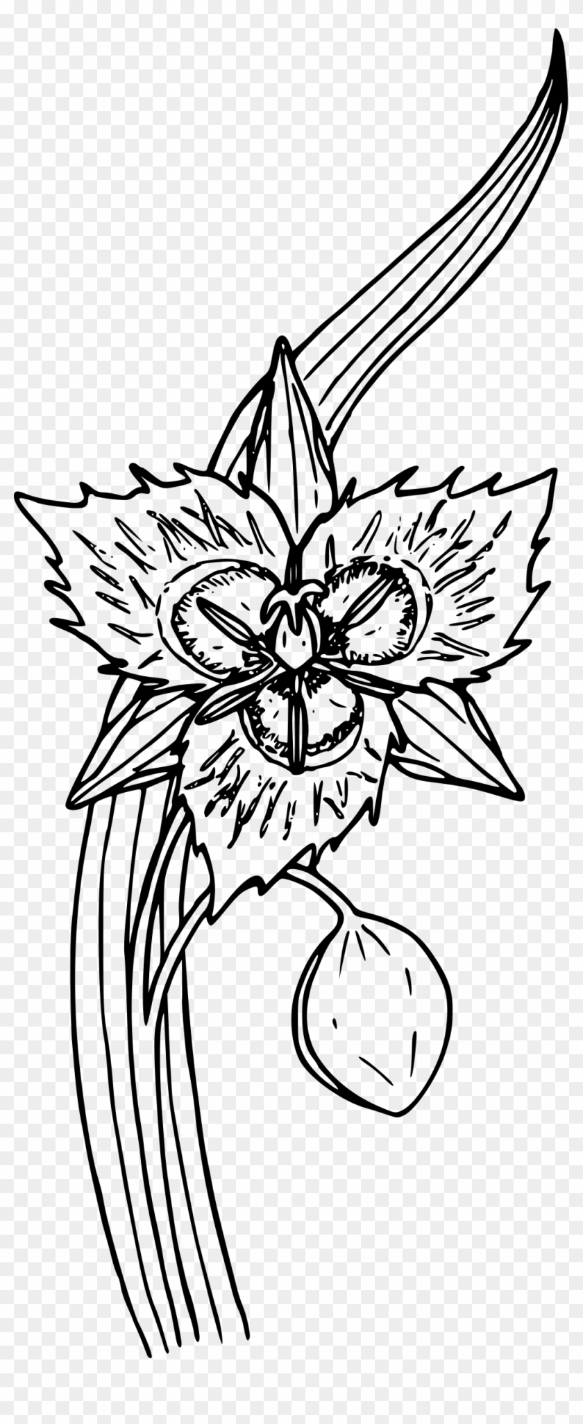 This Free Icons Png Design Of Weston's Mariposa Lily Clipart