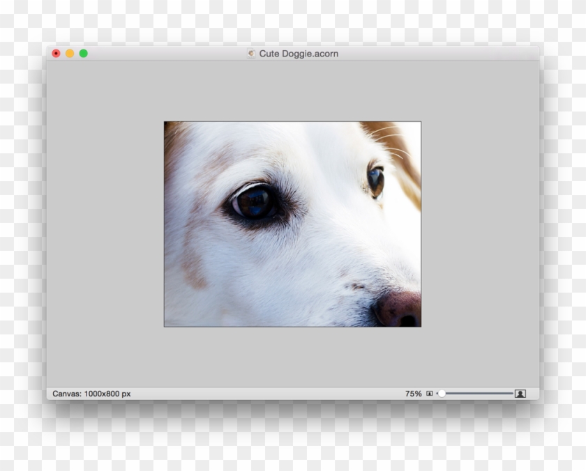 Screen Shot 2015 05 07 At - Dogs Face Clipart