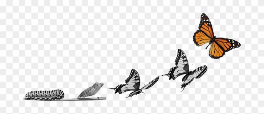 La Mariposa Representa La Necesidad De Cambio Y Mayor - Give Yourself Time Butterfly Clipart #1476470