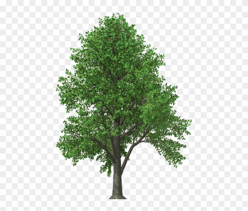 Aspn - Cedar Tree Texas Clipart