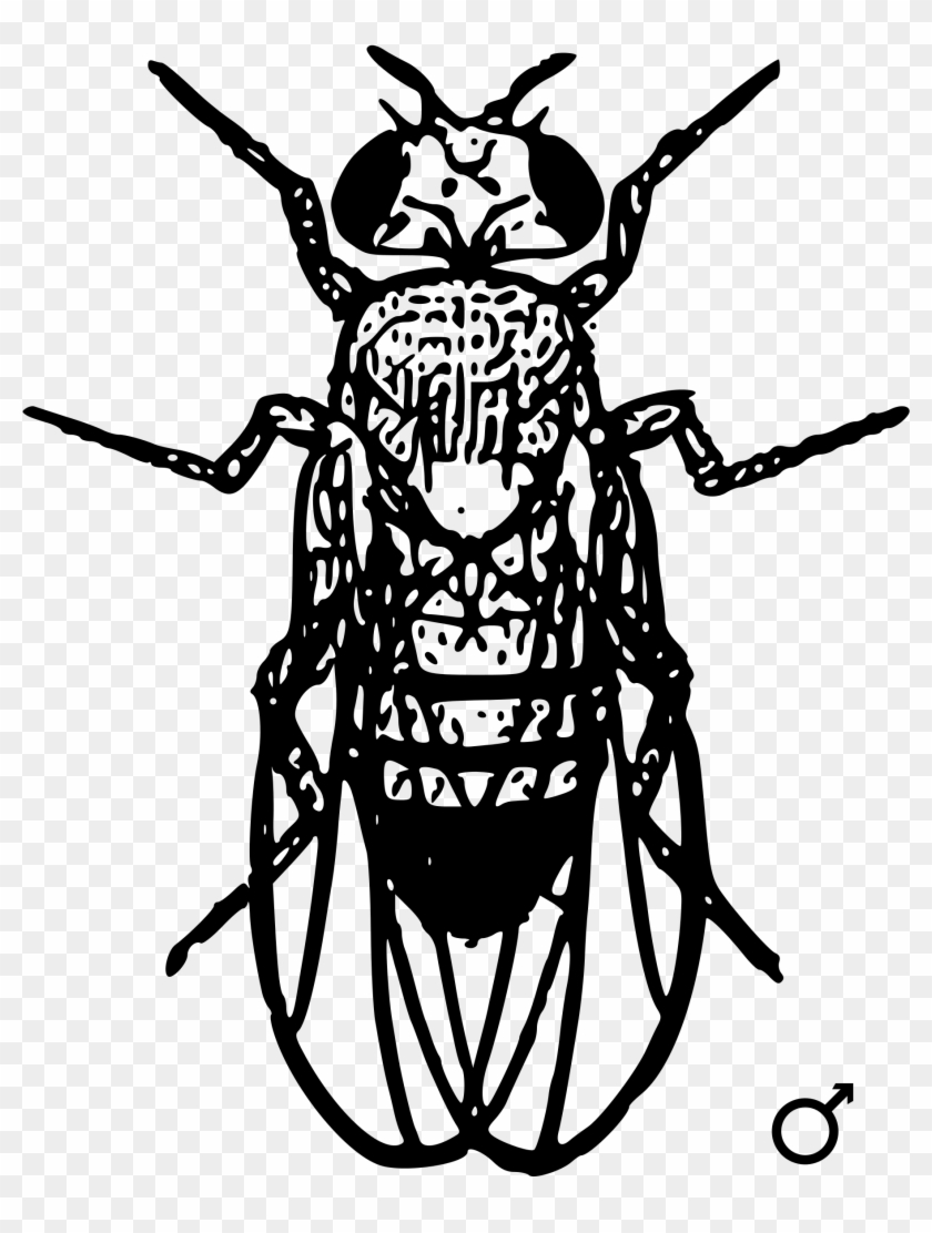Drosophila Black And White Clipart #1481532