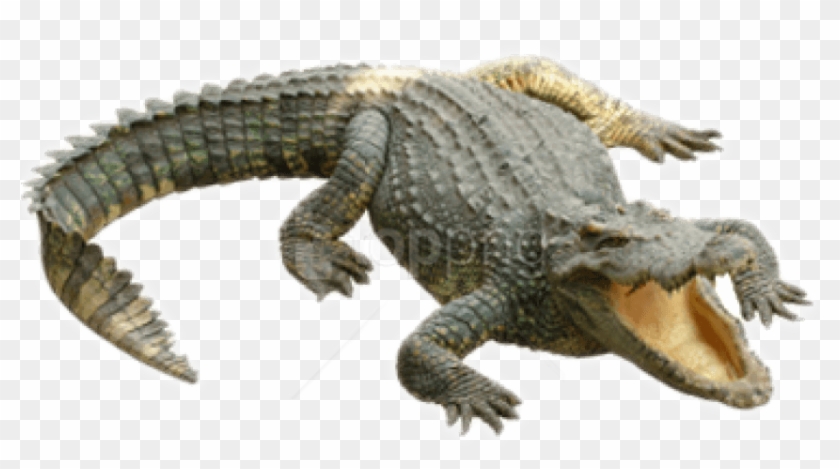 Free Png Download Crocodile Png Images Background Png - Crocodile Png Clipart #1483344