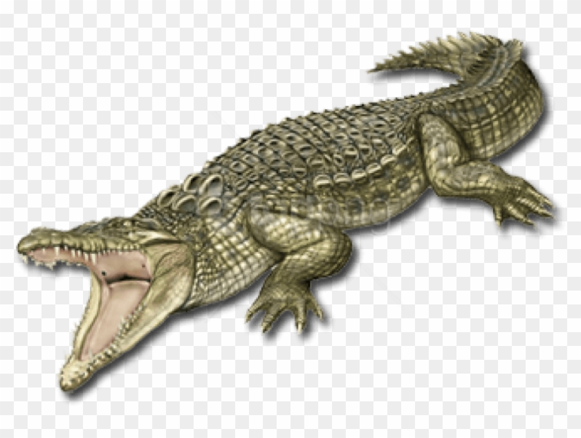 Free Png Images - تمساح .png Clipart #1483764