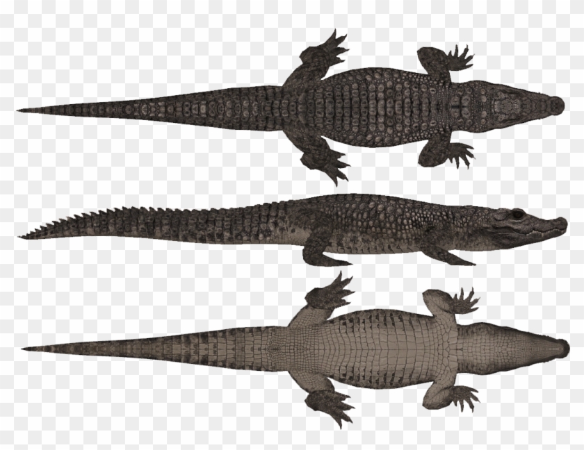Alligator Drawing Top View Clipart #1484545