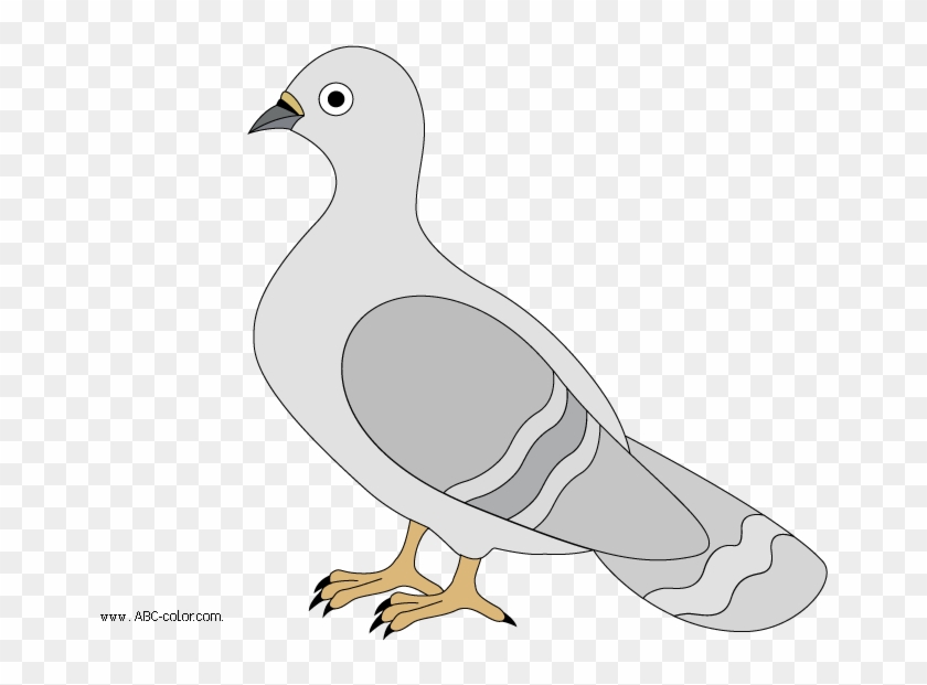 Pigeon Clipart Pigeon Animal Clip Art Downloadclipart - Голубь Рисунок - Png Download