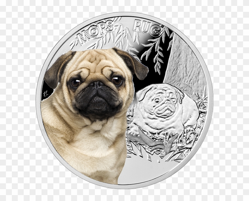 Niue 2015 Man's Best Friends - Moneta Z Mopsem Clipart